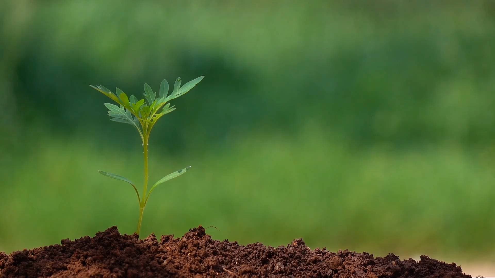 A seedling growing from rich soil — The Good Earth waterfree urinal FAQs